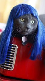 gatto